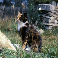 Picture of tortoiseshell and white non pedigree cat lurking with grass