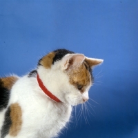 Picture of tortoiseshell and white non pedigree cat wearing a collar 