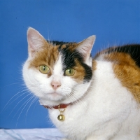 Picture of tortoiseshell and white non pedigree cat wearing a collar with bell