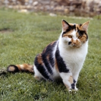 Picture of tortoiseshell and white non pedigree cat