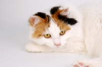 Picture of tortoiseshell and white van cat lying down