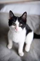 Picture of tuxedo kitten sitting