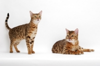 Picture of two Bengals, one lying, one standing