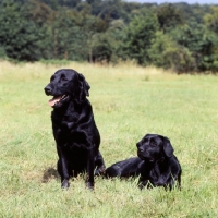 Picture of two black labradors in grass