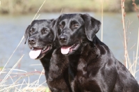 Picture of two black labradors