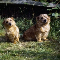 Picture of two champion norfolk terriers sitting on grass