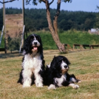 Picture of two cross bred dogs, english springer spaniel x bearded collie, one lying, one sitting 