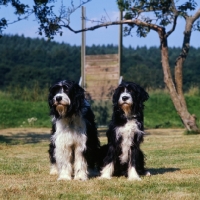 Picture of two cross bred dogs, english springer spaniel x bearded collie, sitting together