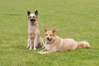 Picture of two Garafiano shepherd dogs, herder of the Canary Island la Palma