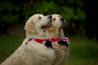 Picture of two Golden Retriever sittingm wearing union jack bandanas