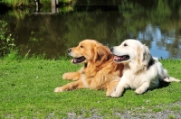 Picture of two Golden Retrievers lying down together