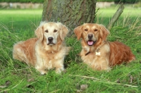 Picture of two Golden Retrievers lying down together