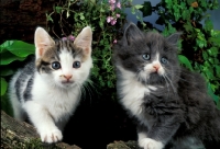 Picture of two household kittens