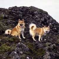 Picture of two iceland dogs on lava at gardabaer, iceland 