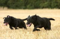 Picture of two Labrador Retrievers running in field