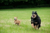 Picture of two Mongrels running on grass