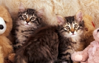 Picture of two norwegian forest kittens with cuddly toys