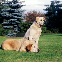 Picture of two pet labradors together