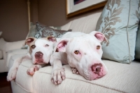 Picture of two pitt bulls on sofa