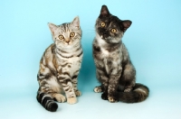 Picture of two young british shorthair cats, tortie smoke (right) and tortie silver tabby (left)