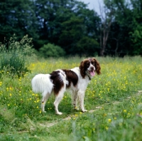 undocked_english_springer_spaniel_working_type~AP-1TBK0E-TH.jpg