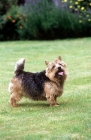 Picture of undocked norwich terrier