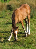 Picture of Welsh Cob (section d) foal, grazing