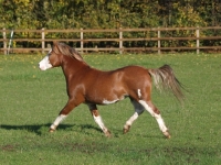 Picture of Welsh Mountain Pony (Section A) running