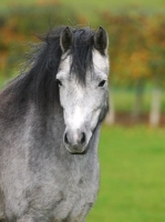 Picture of Welsh Mountain Pony (Section A) portrait