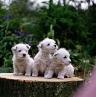 Picture of west highland white puppies looking away