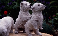Picture of west highland white puppies on hind legs