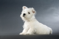Picture of West Highland White puppy sitting on a grey background