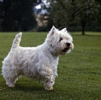 Picture of west highland white terrier, ch sollershott soloist, standing one paw up
