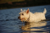 Picture of West Highland White Terrier in water