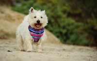 Picture of West Highland White Terrier wearing scarf