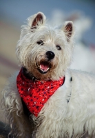 Picture of West Highland White Terrier wearing scarf