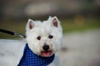 Picture of West Highland White Terrier