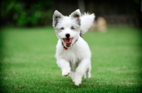 Picture of Westie cross bred