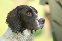 Picture of wet English Springer Spaniel portrait