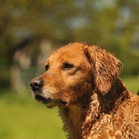 Picture of wet Golden Retriever