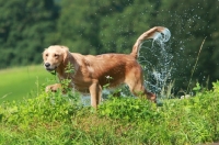 Picture of wet Labrador Retriever walking