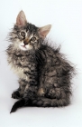 Picture of wet norwegian forest kitten sitting on white background