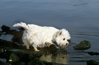 Picture of wet west highland white terrier at water's edge