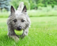 Picture of Wheaten Cairn terrier in grassy yard holding tennis ball.