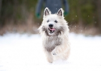 Picture of Wheaten Cairn terrier running in snowy field with tongue hanging out.