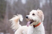 Picture of Wheaten Terrier Crossbred