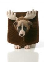 Picture of Whippet puppy dressed up as reindeer