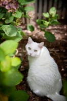 Picture of white cat sitting in greenery