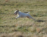 Picture of white dog running on green grass