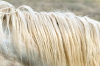 Picture of white horse mane